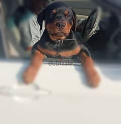 male Rottweiler 3months old