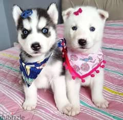 Siberian Husky puppies Available