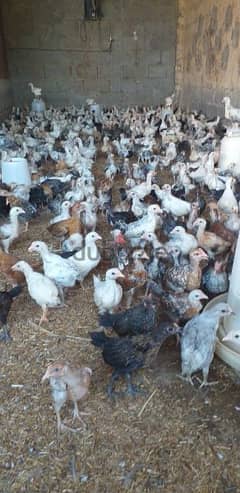 دجاج محليات للبيع عرض خاص حتى نفاذ الكمية 500 بيسة للحبة