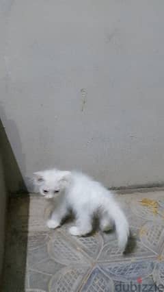 قطة صغيرة و أمها /A kitten and its mother