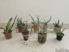 All plants 7 rials with pots