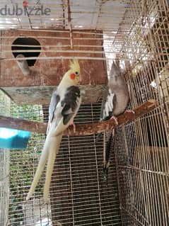 Male /Female cockatiel ( Not a Pair yet)