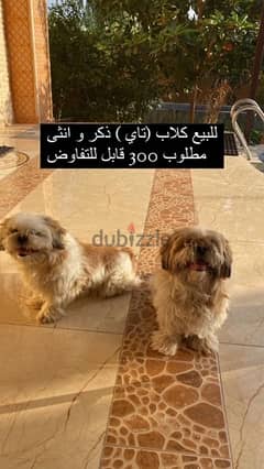 dogs for sale