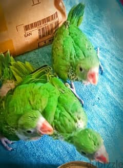 ببغاء الدرة للبيع Parrot babies for sale