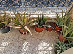 Aloe Vera and Pots