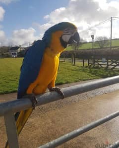Blue and gold macaw parrot available.