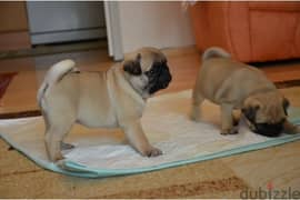 Adorable Male and female MOPS puppies for good home