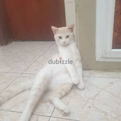 urgent sell shirazi cat,79003481