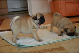 12 weeks old mops puppies WhatsApp +97155893307