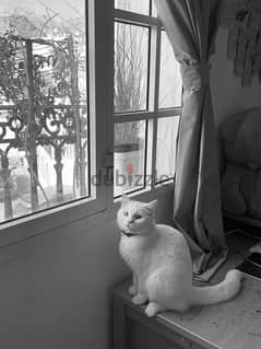 Turkish Angora Cat for Sale