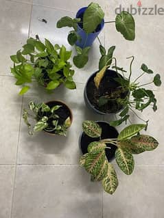 healthy plants
