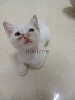 Baby cat for urgent adoption ( not for sale )