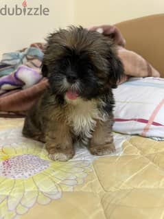 Selling a 2 months old Shihtzu contact 98993101