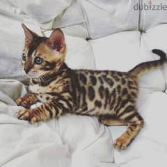 British shorthair kittens for adoption