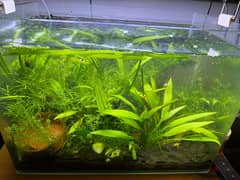 shrimps and planted aquarium