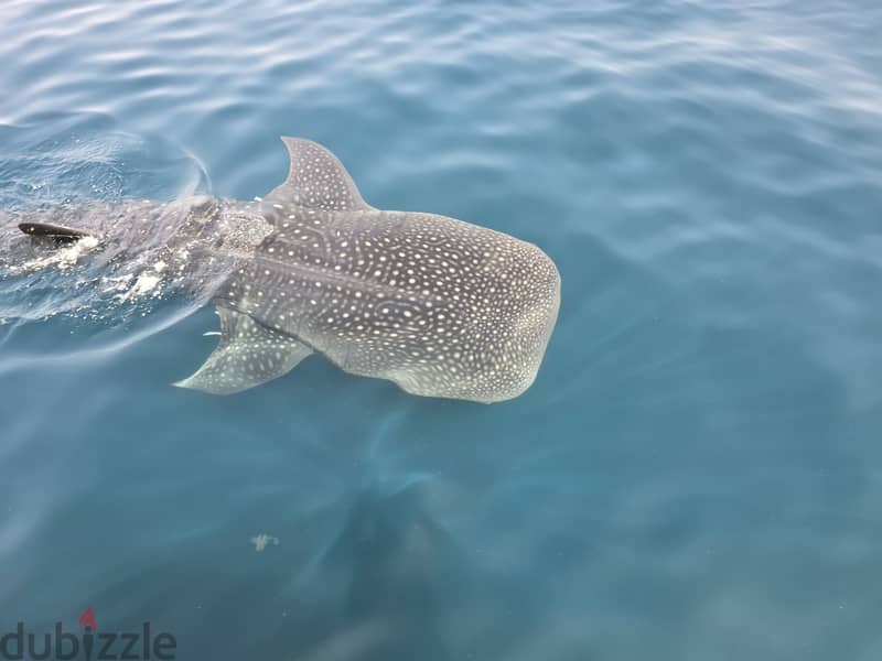 Snorkeling at dimaniyat 4