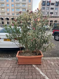 kuwait plant with pot