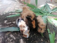 3x Guinea pigs 
Mother and two children
3 هامستر