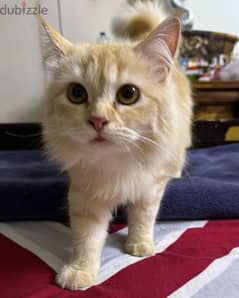 Persian Brown Cat
