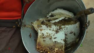 Pure honey is 15 riyals per kilo 98186988