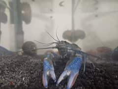 Crayfish Female