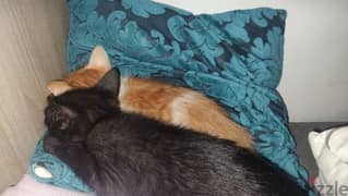 free european shorthair kittens