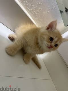 For sale baby turkish cats