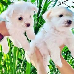 Teacup maltese puppies for adoption 0