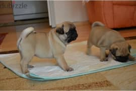 Mops puppies ready for a new home. WhatsApp +97155893307