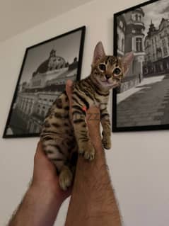 12 weeks old Bengal for adoption.