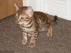 Well trained Bengal kittens for a good home