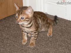 Cute Bengal kittens for adoption