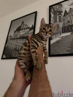 3 months old Bengal kittens available. WhatsApp+97155893307