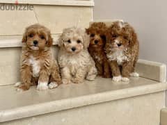 toy poodle puppies for free adoption