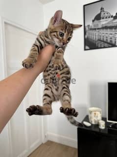 Bengal kittens available and ready to go.