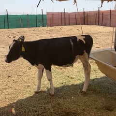Holstein Cows For Sale ابقار هولندية