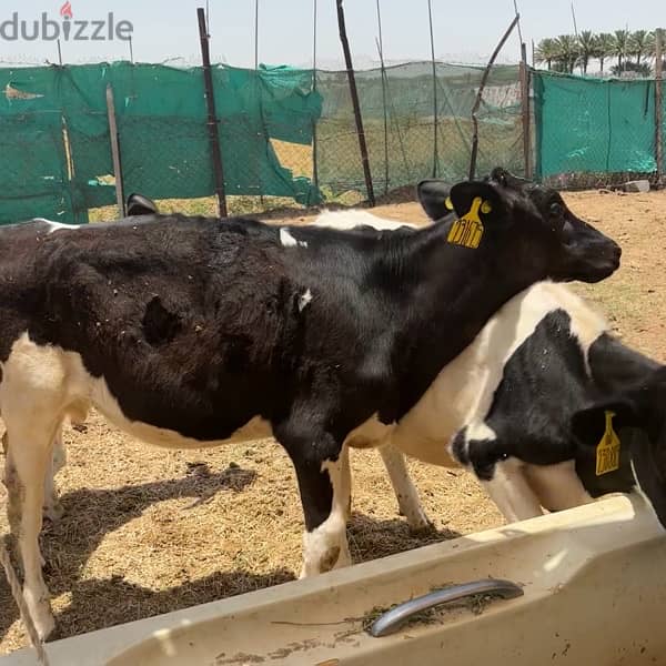 Holstein Cows For Sale ابقار هولندية 1