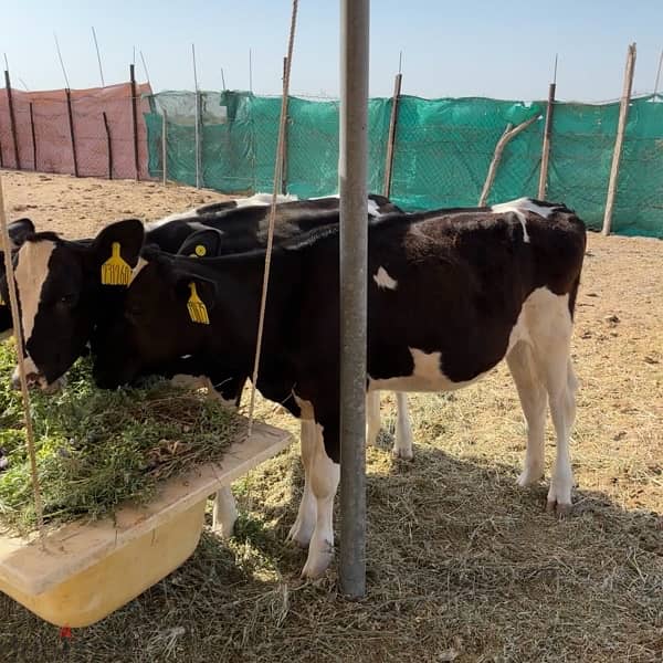 Holstein Cows For Sale ابقار هولندية 2