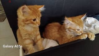 kittens for adoption all females