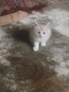 Pure Persian Kittens age 2 Months Single 40 Riyal Pair 80 cal 79146789