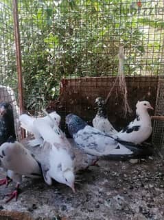 pigeons for sale