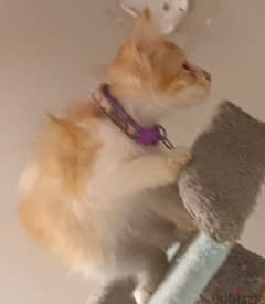 Persian kitten free adoption URGENTLY