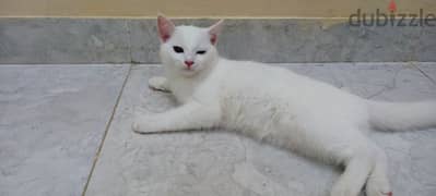 khao manee female cat for sale 4 months cat