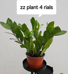 zz plant for sale