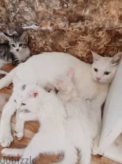 قطط للبيع شيرازي وتركيا