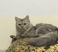 Turkish female cat
