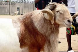 Butcher available for Eid Al Adha 2024 Goat sacrifice