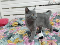 Adorable British Shorthair Kitten for Sale - 4 Months Old!