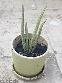 Aloe vera plant with pot