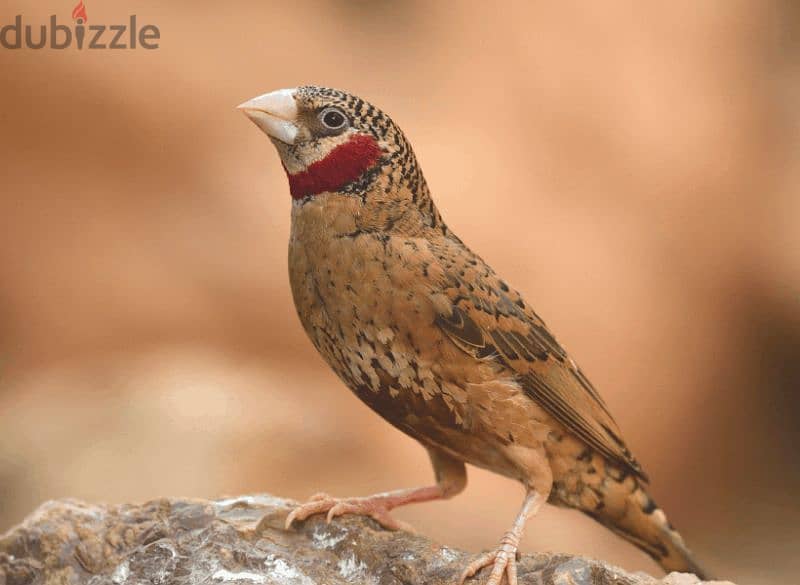 طير مذبوخ   cut throat finch 0